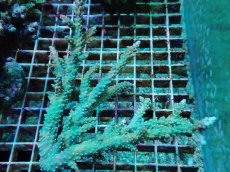 画像1: No.39 オーストラリア産 ヤセミドリイシ (1)