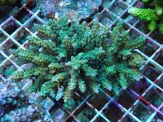 画像1: No.40 フィジー産 スゲミドリイシ (1)