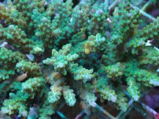 画像2: No.40 フィジー産 スゲミドリイシ (2)