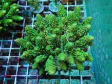 画像1: No.41 フィジー産 ツツユビミドリイシ (1)