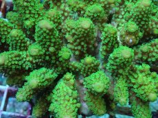 画像2: No.41 フィジー産 ツツユビミドリイシ (2)