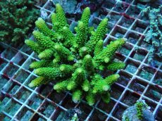 画像1: No.42 フィジー産 ツツユビミドリイシ (1)