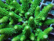 画像2: No.42 フィジー産 ツツユビミドリイシ (2)