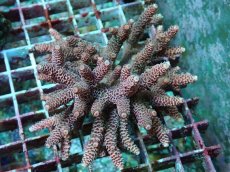 画像1: No.43 ハイマツミドリイシ (1)