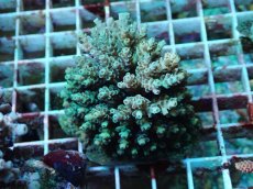 画像1: No.44 フィジー産 クシハダミドリイシ (1)