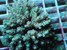 画像2: No.44 フィジー産 クシハダミドリイシ (2)