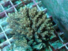 画像1: No.45 フィジー産 クシハダミドリイシ (1)