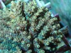 画像2: No.45 フィジー産 クシハダミドリイシ (2)