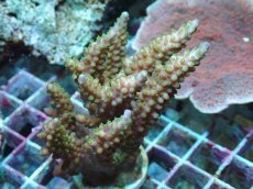 画像1: No.46 フィジー産 浅場ミドリイシ (1)