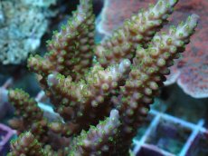 画像2: No.46 フィジー産 浅場ミドリイシ (2)