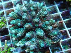 画像1: No.47 フィジー産 カドエダミドリイシ (1)