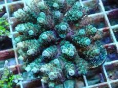 画像2: No.47 フィジー産 カドエダミドリイシ (2)