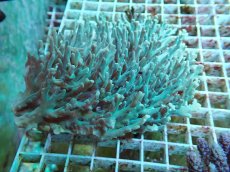 画像1: No.48 深場ミドリイシ (1)