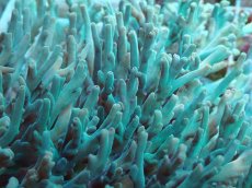 画像2: No.48 深場ミドリイシ (2)