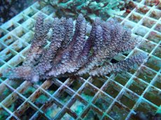 画像1: No.49 バーミキュラータ (1)