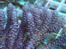 画像2: No.49 バーミキュラータ (2)