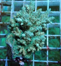 画像1: No.50 フィジー産 クシハダミドリイシ (1)