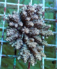 画像1: No.51 フィジー産 クシハダミドリイシ (1)