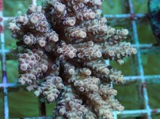 画像2: No.51 フィジー産 クシハダミドリイシ (2)