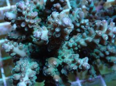 画像2: No.52 フィジー産 ロリペスミドリイシ (2)