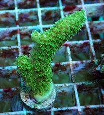 画像1: No.53 フィジー産 ツツユビミドリイシ (1)