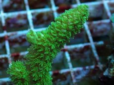 画像2: No.53 フィジー産 ツツユビミドリイシ (2)