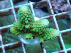 画像1: No.54 フィジー産 ツツユビミドリイシ (1)