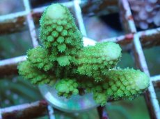 画像2: No.54 フィジー産 ツツユビミドリイシ (2)