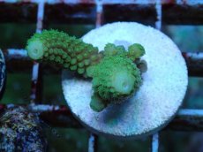 画像1: No.55 フィジー産 ツツユビミドリイシ (1)