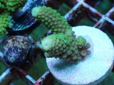 画像2: No.55 フィジー産 ツツユビミドリイシ (2)