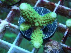 画像1: No.56 フィジー産 ツツユビミドリイシ (1)