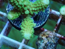 画像2: No.56 フィジー産 ツツユビミドリイシ (2)