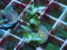 画像1: No.57 フィジー産 スゲミドリイシ (1)