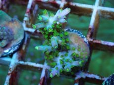 画像2: No.57 フィジー産 スゲミドリイシ (2)