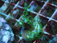 画像1: No.58 フィジー産 スゲミドリイシ (1)