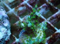 画像2: No.58 フィジー産 スゲミドリイシ (2)