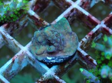 画像1: No.59 フィジー産 浅場ミドリイシ (1)