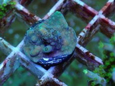 画像2: No.59 フィジー産 浅場ミドリイシ (2)