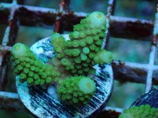 画像2: No.60 フィジー産 ツツユビミドリイシ (2)