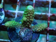 画像1: No.61 フィジー産 ツツユビミドリイシ (1)