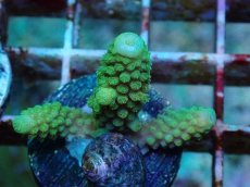 画像2: No.61 フィジー産 ツツユビミドリイシ (2)