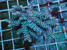 画像1: No.62 ウスエダミドリイシ (1)