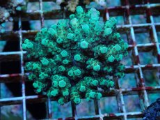 画像1: No.63 フィジー産 カドエダミドリイシ (1)