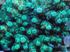 画像2: No.63 フィジー産 カドエダミドリイシ (2)