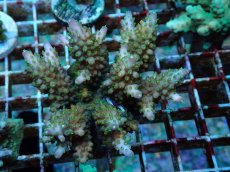 画像1: No.64 フィジー産 浅場ミドリイシ (1)