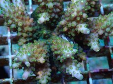 画像2: No.64 フィジー産 浅場ミドリイシ (2)