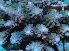 画像2: No.65 フィジー産 浅場ミドリイシ (2)