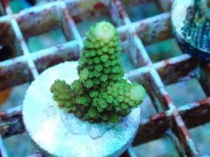 画像1: No.66 フィジー産 ツツユビミドリイシ (1)