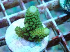 画像2: No.66 フィジー産 ツツユビミドリイシ (2)