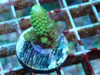 No.22 オーストラリア産 スコリミア Warpaintを買うならアクアスタイル